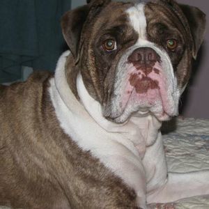 Meet your Posher, Bentley